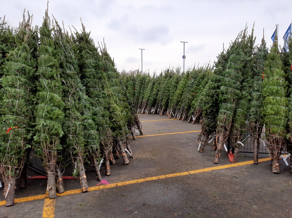 Temporary fence acts as a support for Christmas trees.